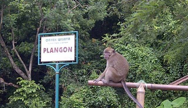 plangon01