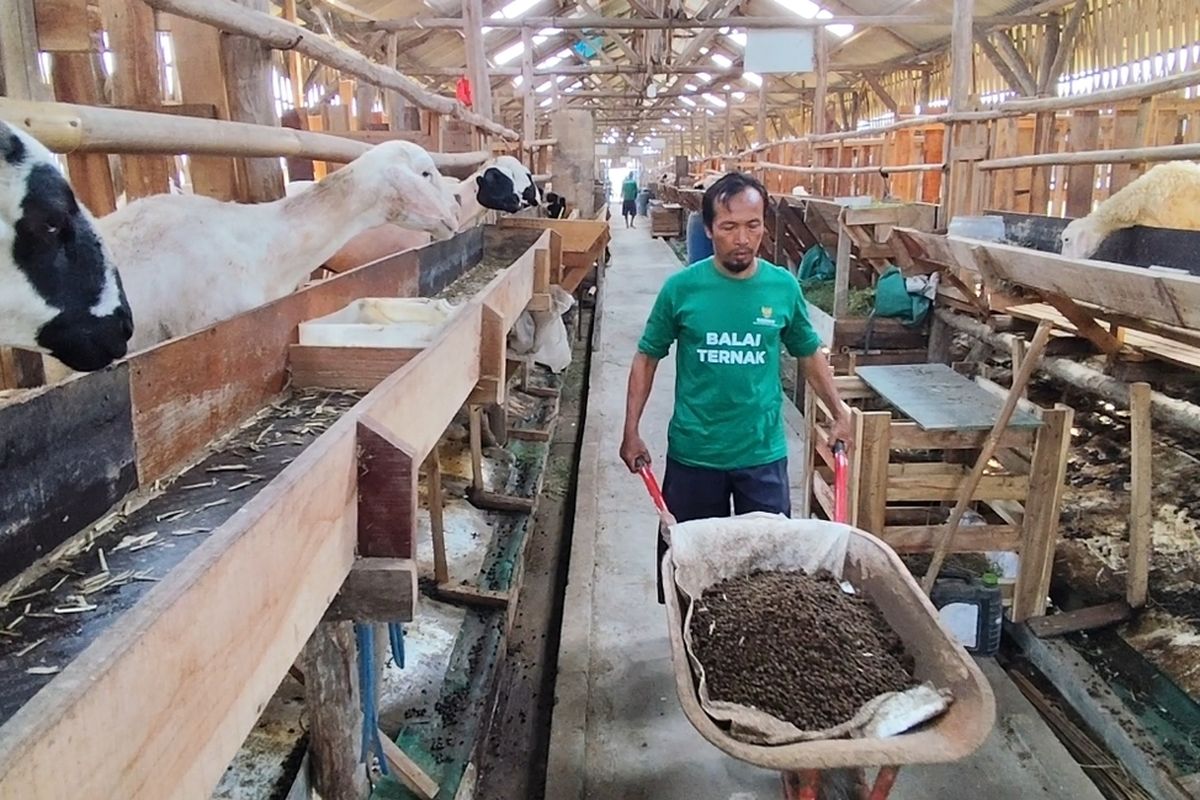    🐄 Peternakan 