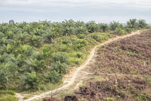 Kebun sawit di dalam kawasan Hutan Taman Nasional Tesso Nilo (TNTN) di Kabupaten Pelalawan, Riau, beberapa waktu lalu.(KOMPAS.COM/Dok. Balai TNTN Riau.)