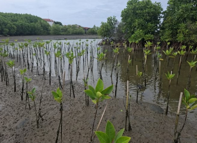 Lahan basah Pagar Dewa