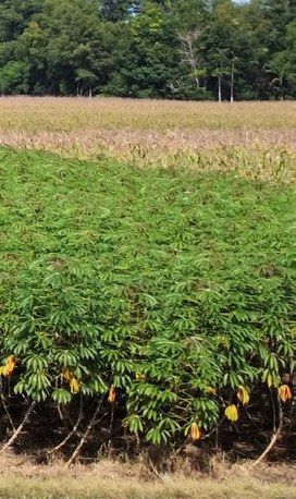 Hortikultura Kabupaten Tulang Bawang Barat