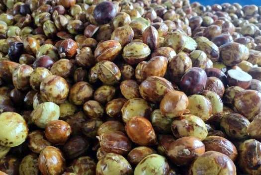 Buah-buahan Tubaba