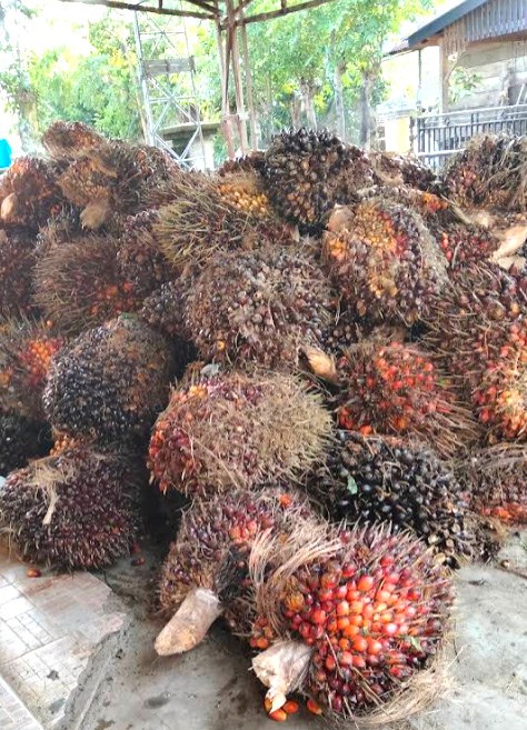 Komoditas perkebunan Tubaba