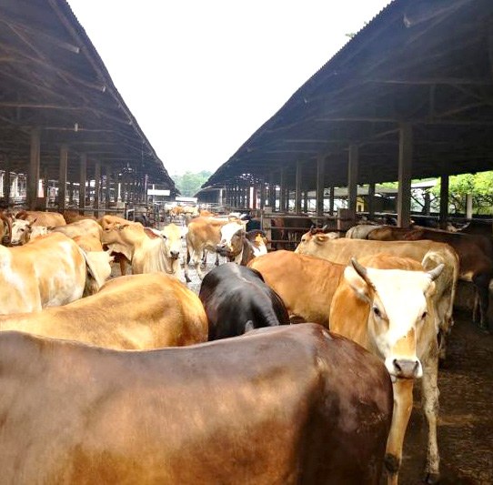 Peternakan Kabupaten Tulang Bawang Barat