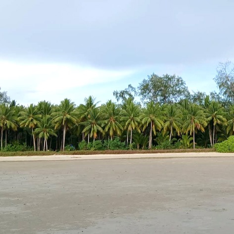 Ekosistem mangrove Tanimbar