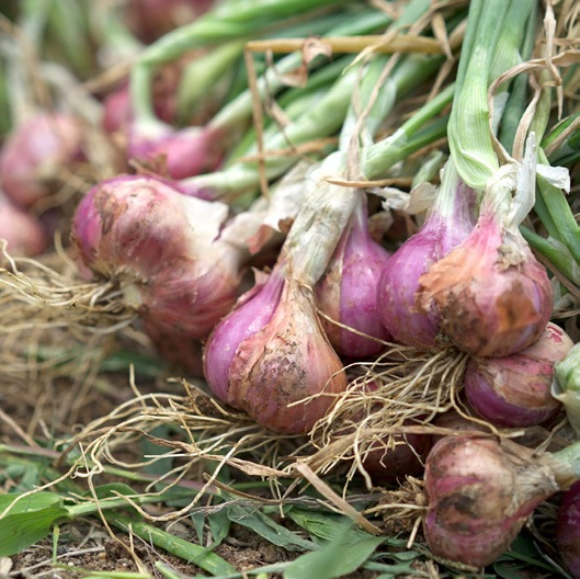 Pertanian dan hortikultura Tanimbar