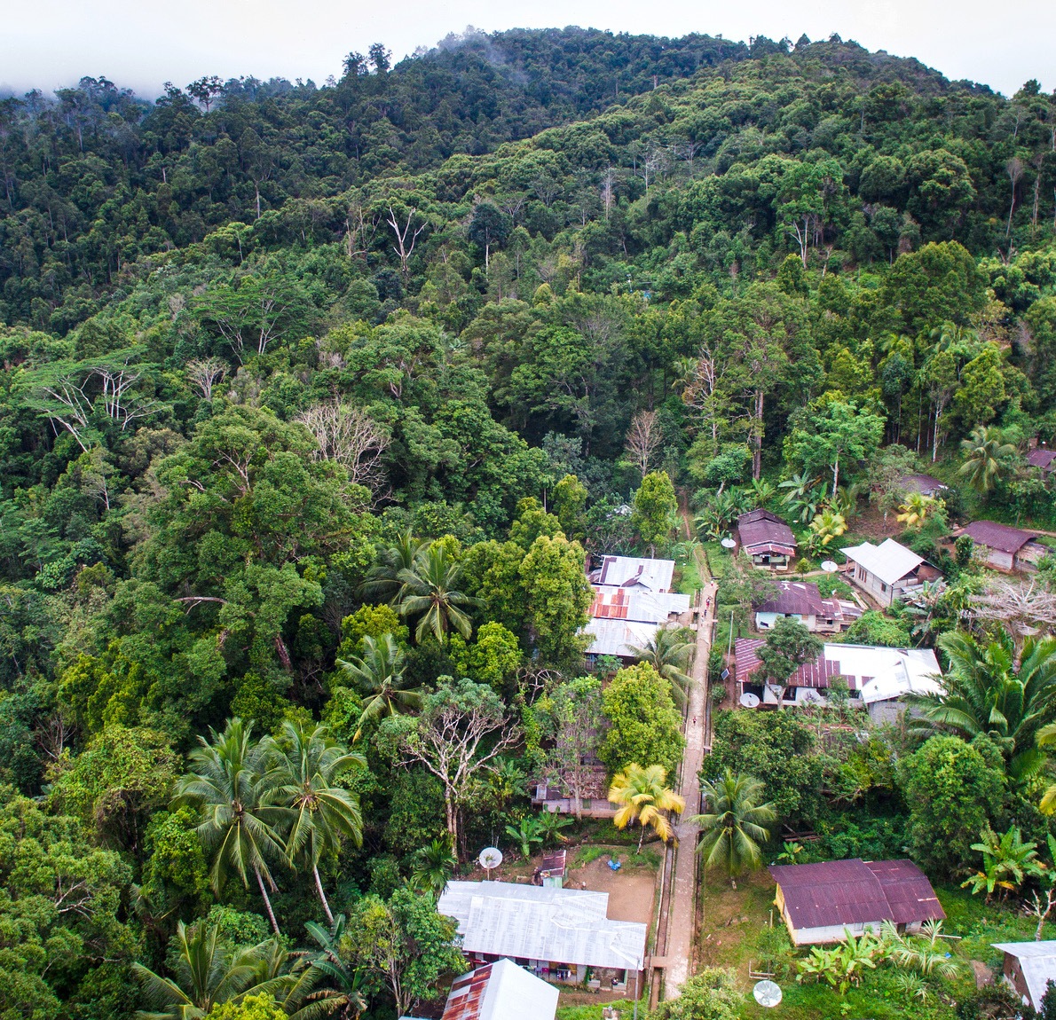 Sektor kehutanan Tanimbar