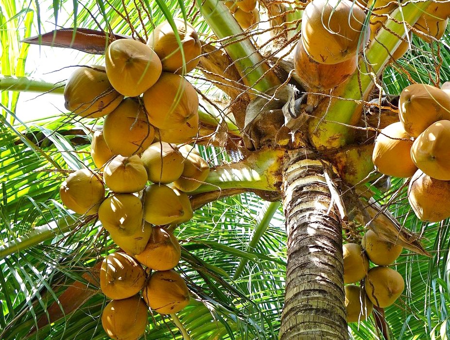 Akomodasi Saumlaki